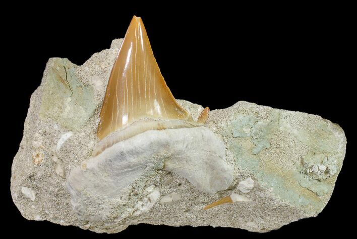 Otodus Shark Tooth Fossil in Rock - Eocene #161192